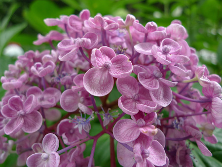 筥崎宮~紫陽花園(17)