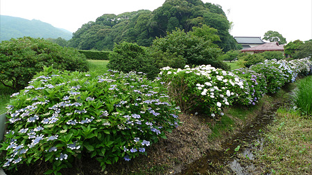 大宰府政庁跡~紫陽花(1)