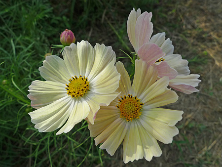 西郷川花園のコスモス(11)