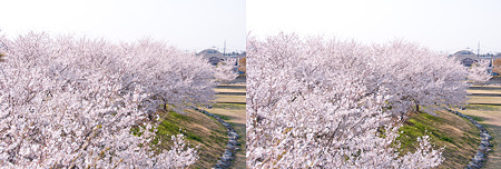 3D桜・平行法