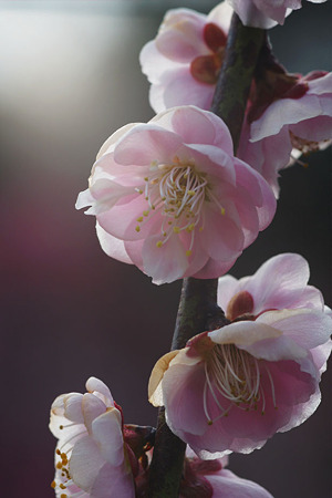 nex51110311912