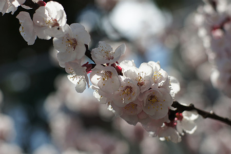 nex5111032803