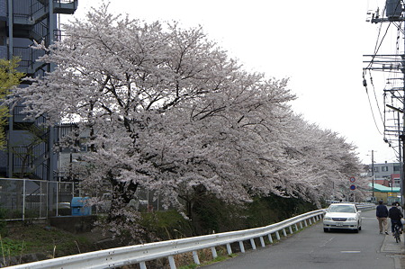 川にかかる桜並木