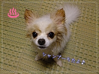シャンプー