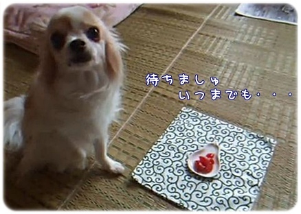 待てのミミちゃん