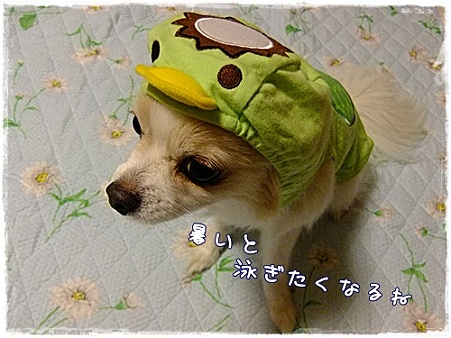 泳ぎたい