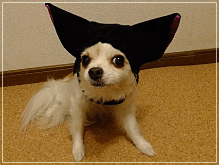 ミミコウモリ