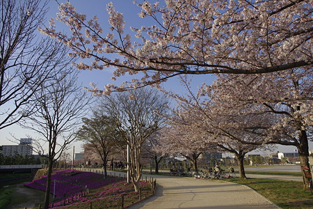 松原団地周辺の桜 (2)