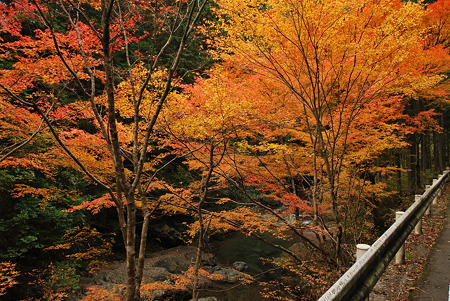 2010年・紅葉のR371-B