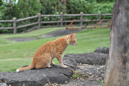Nikkor60mmF2.8Gで猫撮影