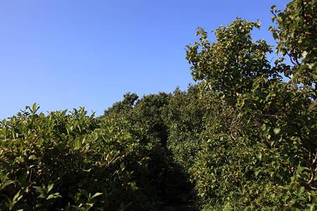 利尻岳-20100814-082803