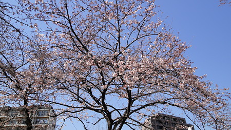 品川宿 桜満開
