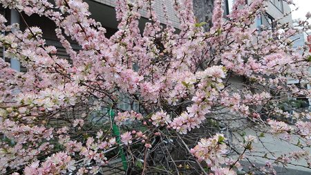 錦糸町あたり これも桜の一種かな