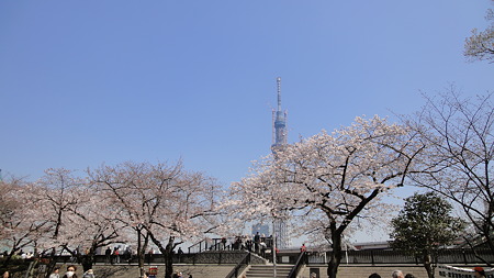 浅草 桜満開の隅田川沿いよりスカイツリー