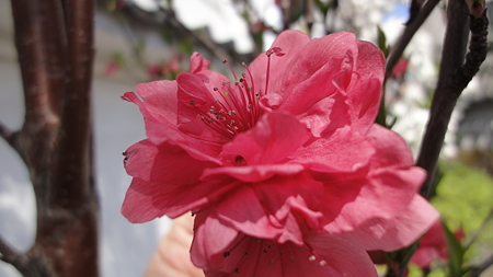 品川宿の桜