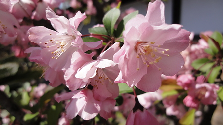 品川宿の桜