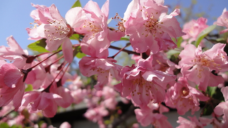 品川宿の桜