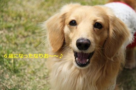 摩耶 6歳