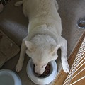 ましろちゃんごはんちゅう。お行儀悪い(;゜ロ゜)