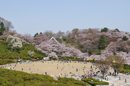 sakura