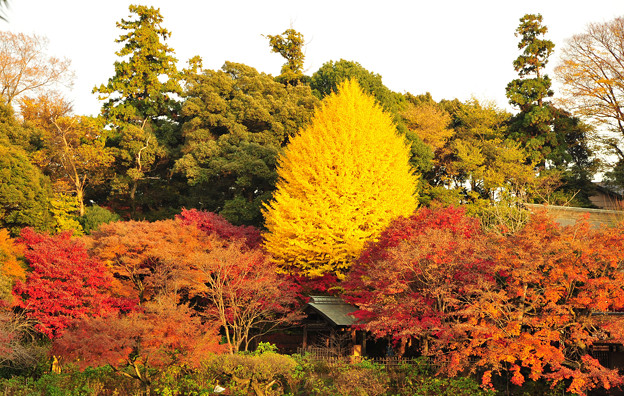 本土寺の紅葉 写真共有サイト フォト蔵