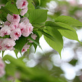 2010年桜