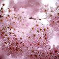 桜2008