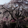 2016/04/06 宇陀・桜井の桜