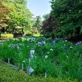 薬師池公園で菖蒲の花と紫陽花を堪能♪