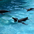 Photos: ペンギン　　能登島水族館